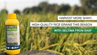 Seltima can help increase yield, combat disease and plant stress, \u0026 prevent dirty, unfilled grains