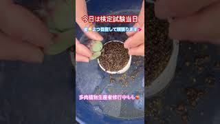 【多肉植物】【寄せ植え】検定試験に向けての特訓の様子#多肉生産者修行中 #多肉女子 #多肉初心者 #succulent #寄せ植え