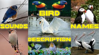 Animals Birds, Names, Sounds, Descriptions