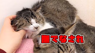 【保護猫】撫でられ好きな長毛キジ白猫