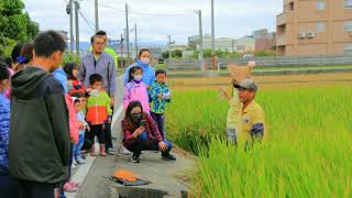 苗栗市啟文國小，收割體驗活動，完成整個米食活動計畫。