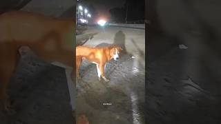 কুকুর টা একাই লড়াই করে শুধু #viralvideo #subscribe #dog #viral #shorts #aahat #tiktok #reels