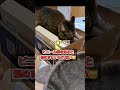 ビニール袋を見ると舐める猫 shorts きじねこ