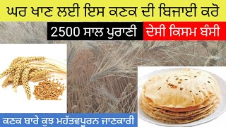 Bansi wheat | millets | ਬੰਸੀ ਕਣਕ