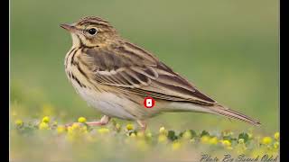 بهترین صدای سبزه خورک برای شکار Tree Pipit