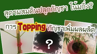 วิธีการผสมดินปลูกกัญชา เปลี่ยนกระถาง-โน้มกิ่ง และการทำTopping ต้นกัญชา Ep.2 | Warakorn story