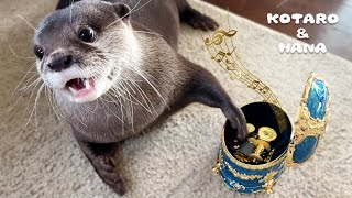 はじめてオルゴールを聴いたカワウソの反応がこちら　Otter Listening to Music Box