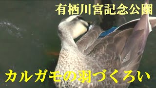 カルガモの羽づくろい　有栖川宮記念公園