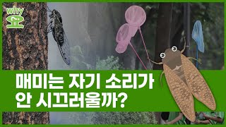 [Why요?] 매미는 자기 소리가 안 시끄러울까?