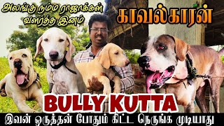 ஒரு புல்லி குட்டா போதும் யாரும் கிட்ட நெருங்க முடியாது🔥 | Bully Kutta #dogs #doglover #farming #pets