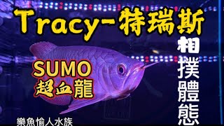 【樂魚愉人水族】Tracy -特瑞斯 SUMO•相撲超血紅龍 視覺衝擊享受  官方賴@394phfvv #水族館 #紅龍 #大型魚 #樂魚愉人水族 #血紅龍 #龍魚 #sumo