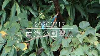 2020-12-17 翠鳥(南港公園)