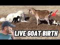 GUARD DOG PROTECTING MOMMA GOAT DURING LIVE BIRTH CAUGHT ON CAMERA