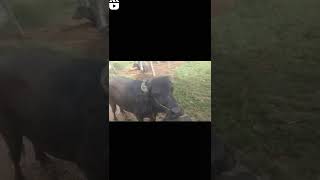 dunnapothu famous bull #like #ytshorts