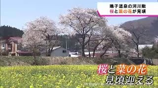 宮城・大崎市鳴子温泉　桜と菜の花が見頃迎える