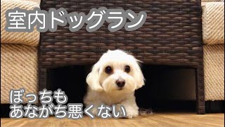 【ドッグラン】室内遊びを極めたマルプー