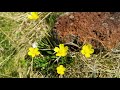 드론기행 철쭉의 계절 제주도 한라산에 오르다 azaleas in halla mountain jeju island korea