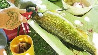 Walleye Filleting 101   Perfect Fillets, Wings and Cheeks