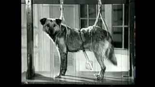 Classical Conditioning (in 3 minutes)