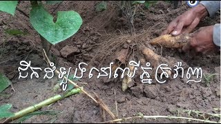 ជីកដំឡូងនៅលើភ្នំក្រវ៉ាញ Mountain KroVanh | ChaoKhmer+