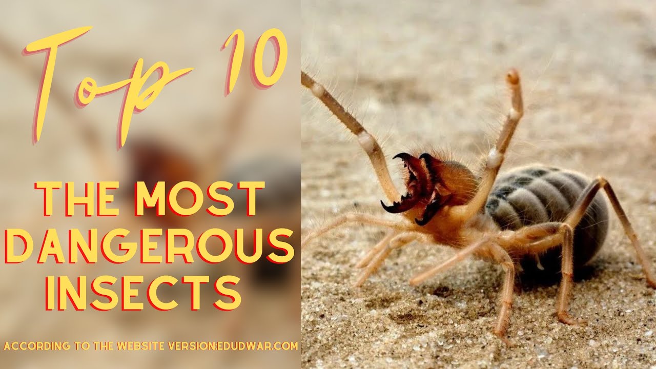 Top 10 Most Dangerous Insects In The World - YouTube