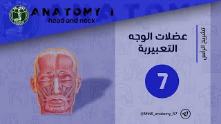 عضلات الوجه التعبيرية muscles of facial expression