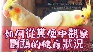 如何從糞便中觀察鸚鵡的健康狀況【玄五和鳳九】How to observe the health of parrots from feces