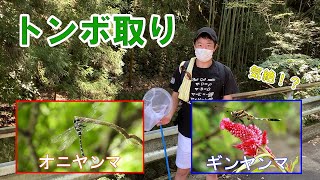 【夏休みの思い出】虫取り挑戦！！狙え！ギンヤンマ！オニヤンマ！