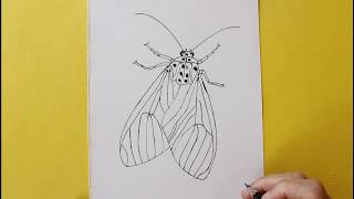 How to draw a moth for beginner