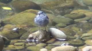 The female Plumbeous Water Redstart_ wondering and hunting by the river.