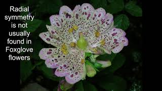 'Monstrous' Foxglove Flowers - Pelorism