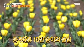 [생방송 오늘 저녁] 형형색색! 10만 송이 튤립 꽃밭🌷, MBC 240325 방송