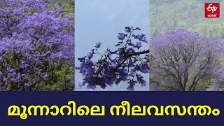 Jecrantha Trees Idukki | വസന്ത കാലത്തിന്‍റെ വരവ് അറിയിച്ച് മൂന്നാർ മലനിരകളിൽ ജക്രാന്ത മരങ്ങൾ