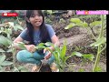 KEBUN DU & DO EPISODE 3 // PERKEMBANGAN KEBUN HALAMAN RUMAH #kebun #petani #mandiripangan