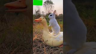 Funny animal #shorts #animals #funny #viral #new #funnyvideo #ytshorts #chinese #facts