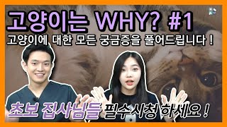 [골든타임] 고양이는 WHY ❓ #1 우리집 고양이가 000 하는 이유는 ? 궁금하시다면 클릭 ❗