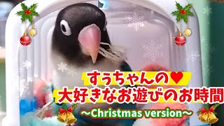 インコのすぅちゃん、キャリーケースでお遊び❤️Su-chans carry case play time❤️