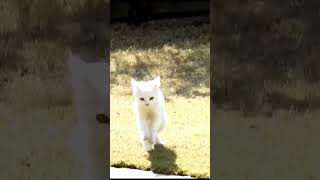 Turkish Angora| #pets