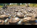 Wow fisherman find dig big black clams lot of snails eggs in field after harvest rice