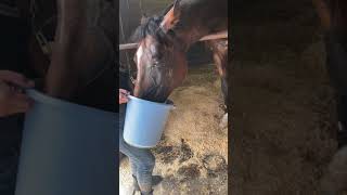 バケツに顔をつっこみたい馬🐴