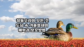 청둥오리의 모든 것, 도심 속 겨울철새의 매력과 보호 방법