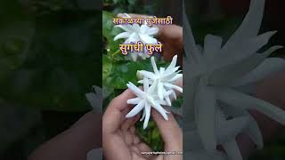 मदनबाण फुलला🌺मोगऱ्याची  सर्वात मोठी जात#ytshorts #flowers #fragrantflower