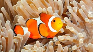 Top 5 sự thật thú vị về cá hề Nemo (clown fish) mà bạn có thể chưa biết