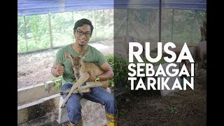 RUSA sebagai Tarikan - BINJAMIL FARM