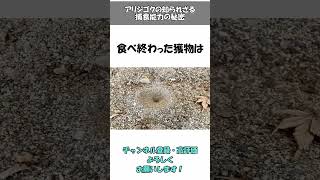 アリジゴクの知られざる捕食能力の秘密㊙️🤫意外と知らない豆知識・面白い雑学やトリビアを解説#アリジゴク #豆知識 #雑学 #トリビア #動物  #shorts #shortvideo #short