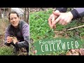 How to Forage Chickweed | Foraging | Sustainabillies