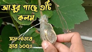 আঙ্গুর গাছের গুটি কলম করবেন🍇 How to Angur  gajar  Guti  colum paddti  /Sujan kisi