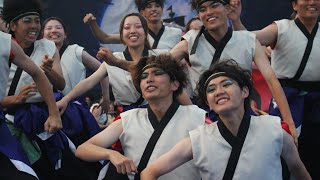 【にっぽんど真ん中祭り】 福井大学よっしゃこい　2024年度演舞『紲和』 2024/8/23　メイン会場