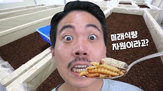 이걸 사람이 먹는다고요? 미래식량으로 지정된 곤충들을 잡아 먹어보자! Catch White grub, mealworm and eat │ 헌터퐝