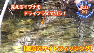 2023-5/3会津渓流FlyFishing【源流でサイトフィッシング】見えるイワナをドライフライで狙う！